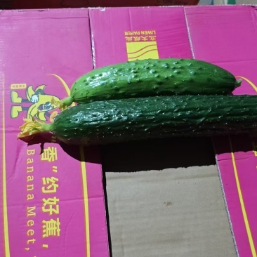 辽宁新民旱黄瓜鲜嫩翠绿条形好塑料筐泡沫箱纸箱都能提供按需分拣