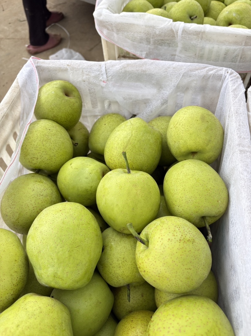 河南虞城皇冠梨价格优惠质量保证产地直发欢迎进店