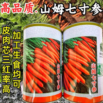 山姆七寸参胡萝卜种子早熟三红萝卜红皮红芯高产夏秋胡萝卜种