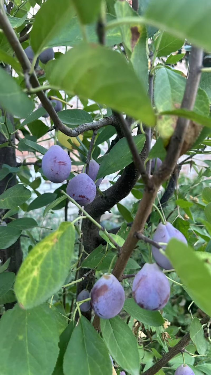 法兰西红西梅陕西西梅合阳西梅基地种植大量上市欢迎电联