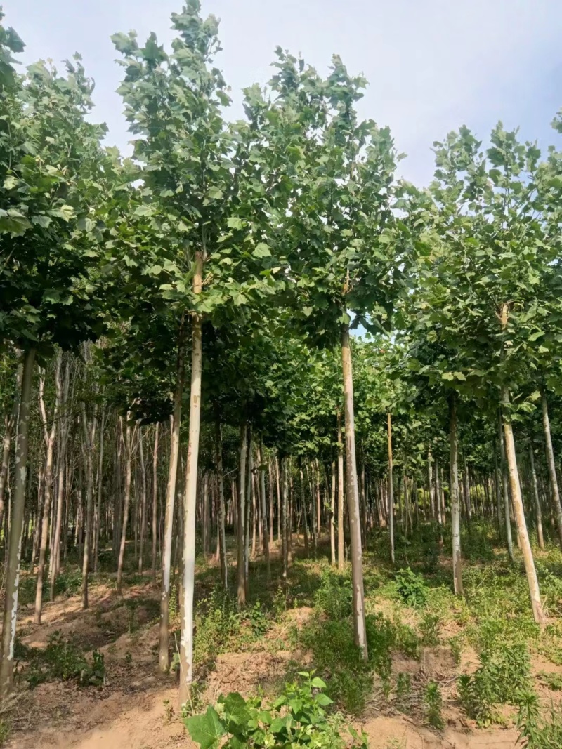 山西太原市法桐树基地欢迎您