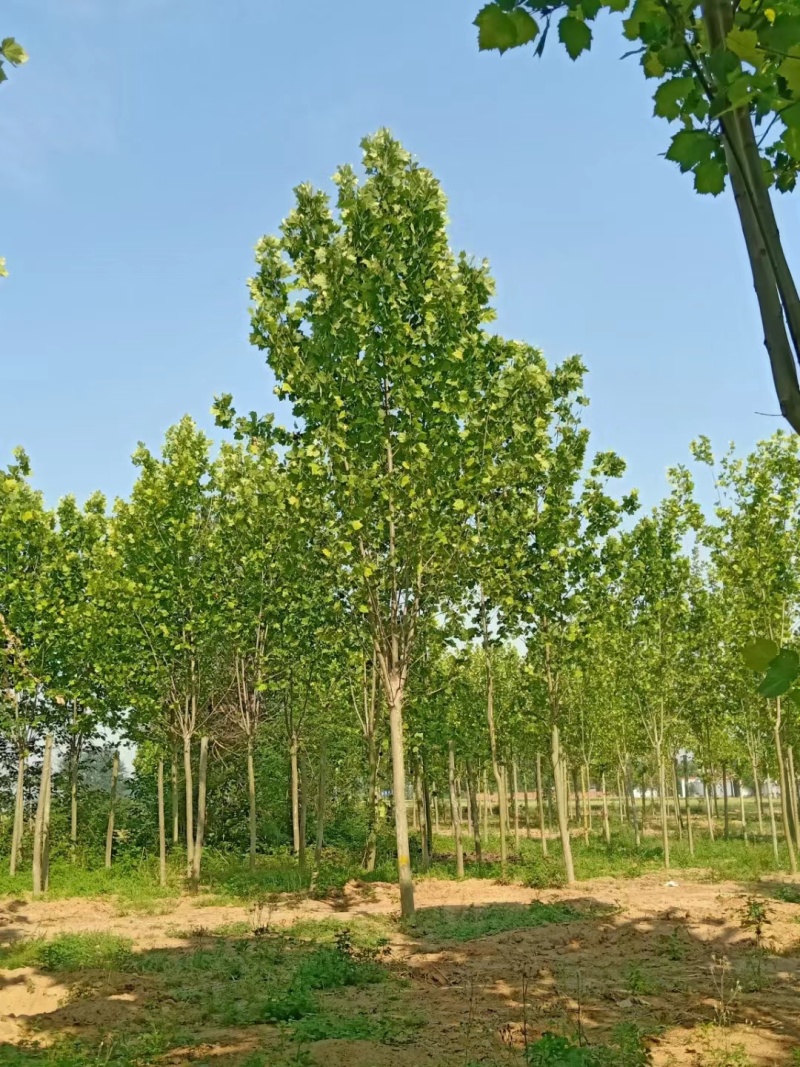 山西大同市法桐树基地欢迎您