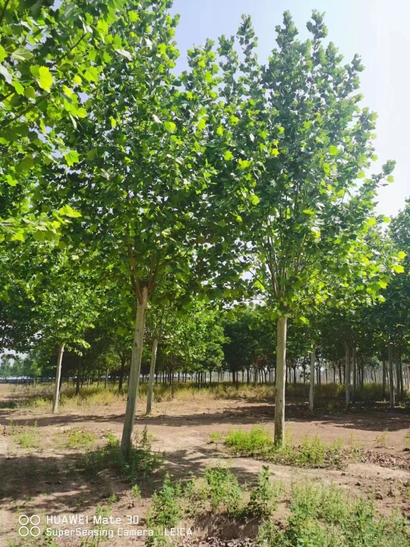 山西大同市法桐树基地欢迎您