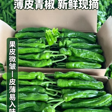 【热卖中】薄皮椒芜湖椒山东鲜辣椒产地直供电商供