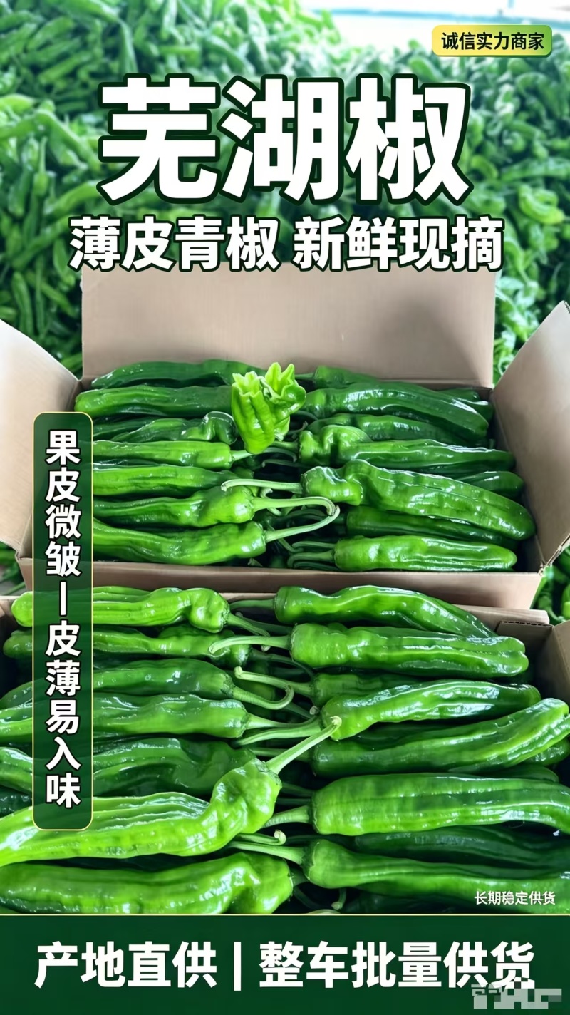 【热卖中】薄皮椒芜湖椒山东鲜辣椒产地直供电商供