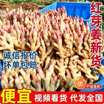 青苗姜&红芽姜批发（基地直供，全国代发）欢迎来电洽谈