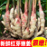 青苗姜&红芽姜批发（基地直供，全国代发）欢迎来电洽谈