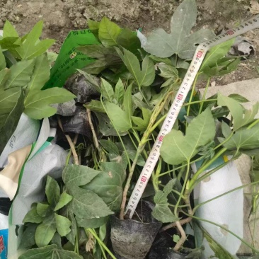 八角金盘种植基地贵州苗木基地海量货源