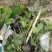 八角金盘种植基地贵州苗木基地海量货源
