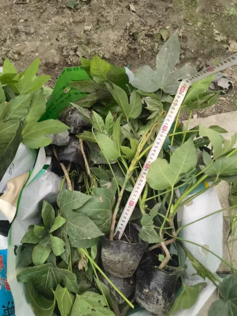 八角金盘种植基地贵州苗木基地海量货源