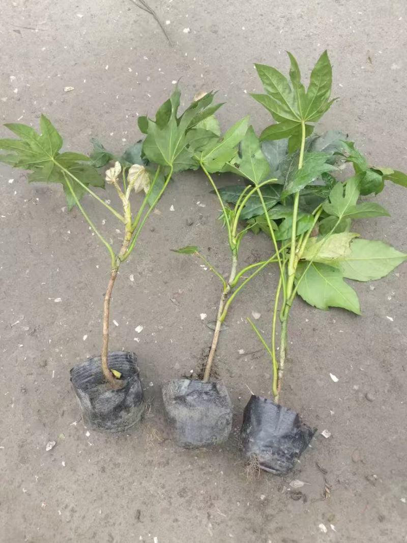 八角金盘种植基地贵州苗木基地海量货源