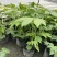 八角金盘种植基地贵州苗木基地海量货源