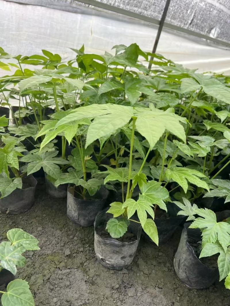八角金盘种植基地贵州苗木基地海量货源