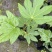 八角金盘种植基地贵州苗木基地海量货源