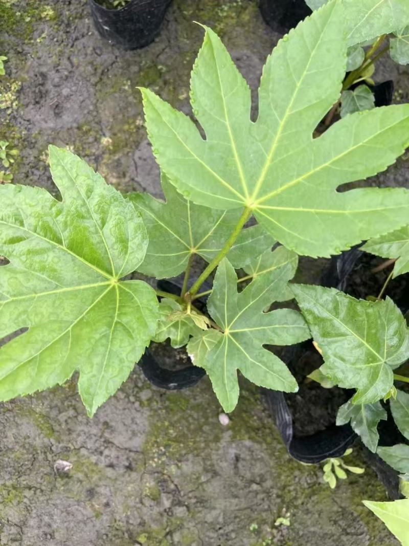 八角金盘种植基地贵州苗木基地海量货源
