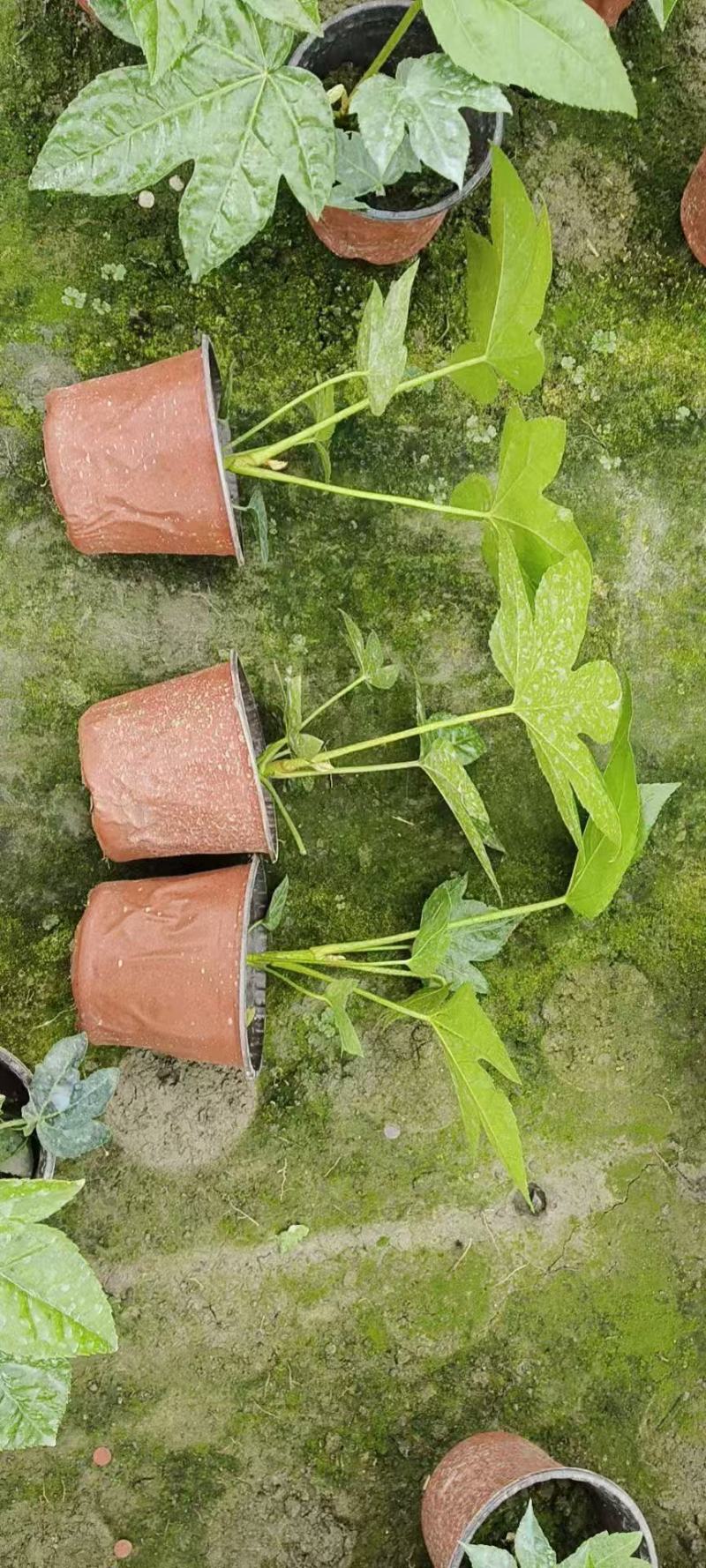 八角金盘种植基地贵州苗木基地海量货源