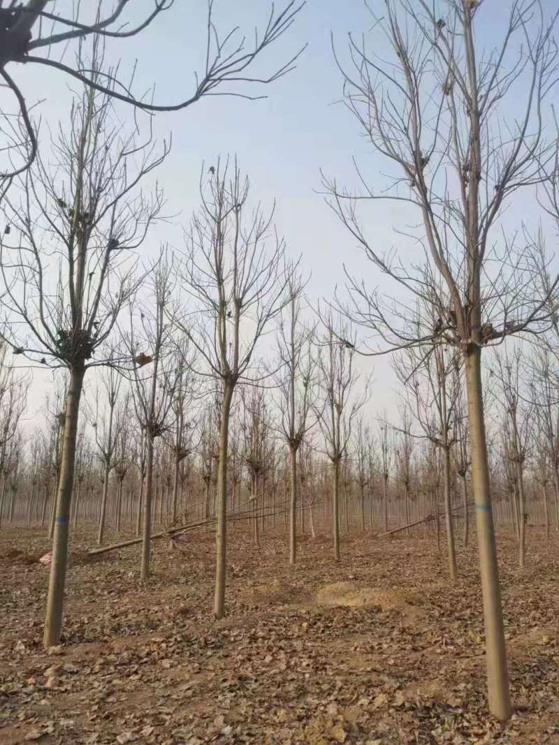 山东楸树基地