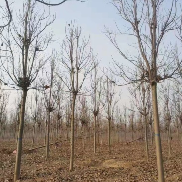 山东聊城楸树基地