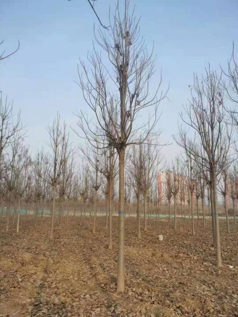 山东冠县楸树基地
