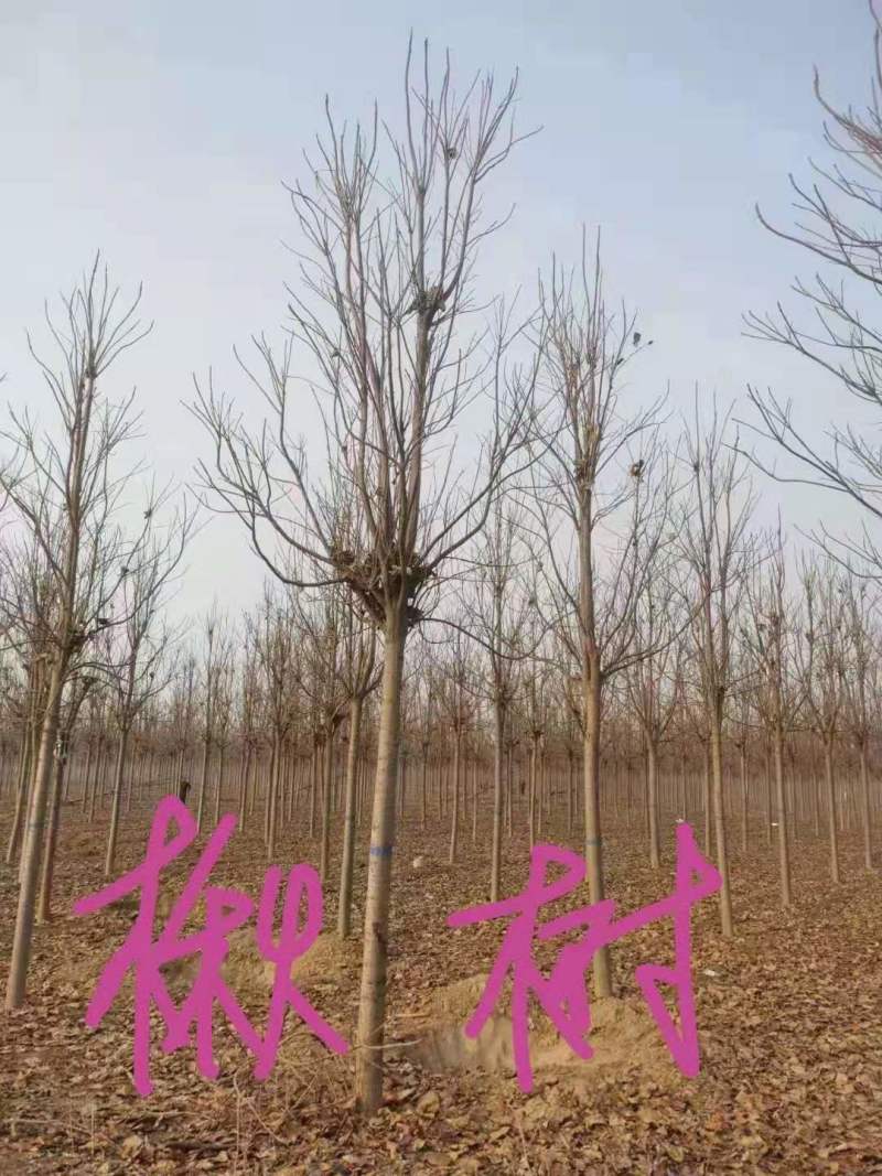 山东冠县楸树基地