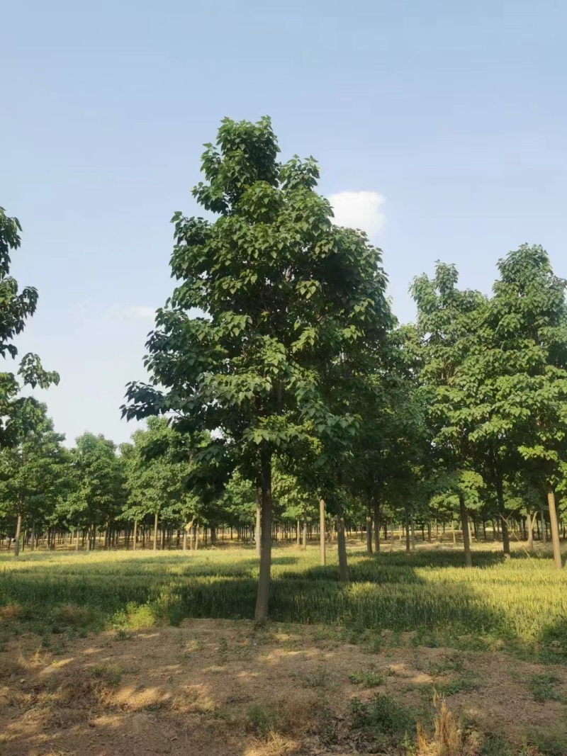 山东14公分楸树基地