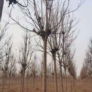 山东13公分楸树基地