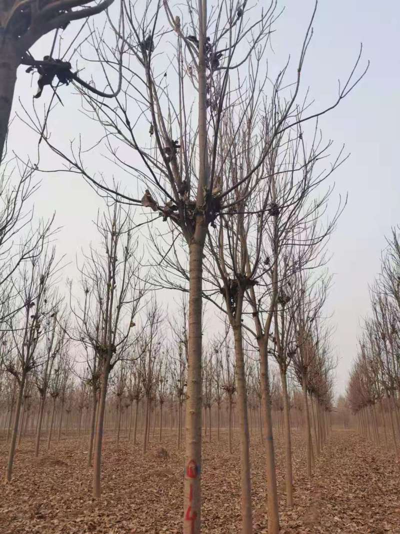 山东13公分楸树基地
