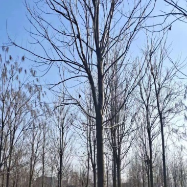 山东12公分楸树基地