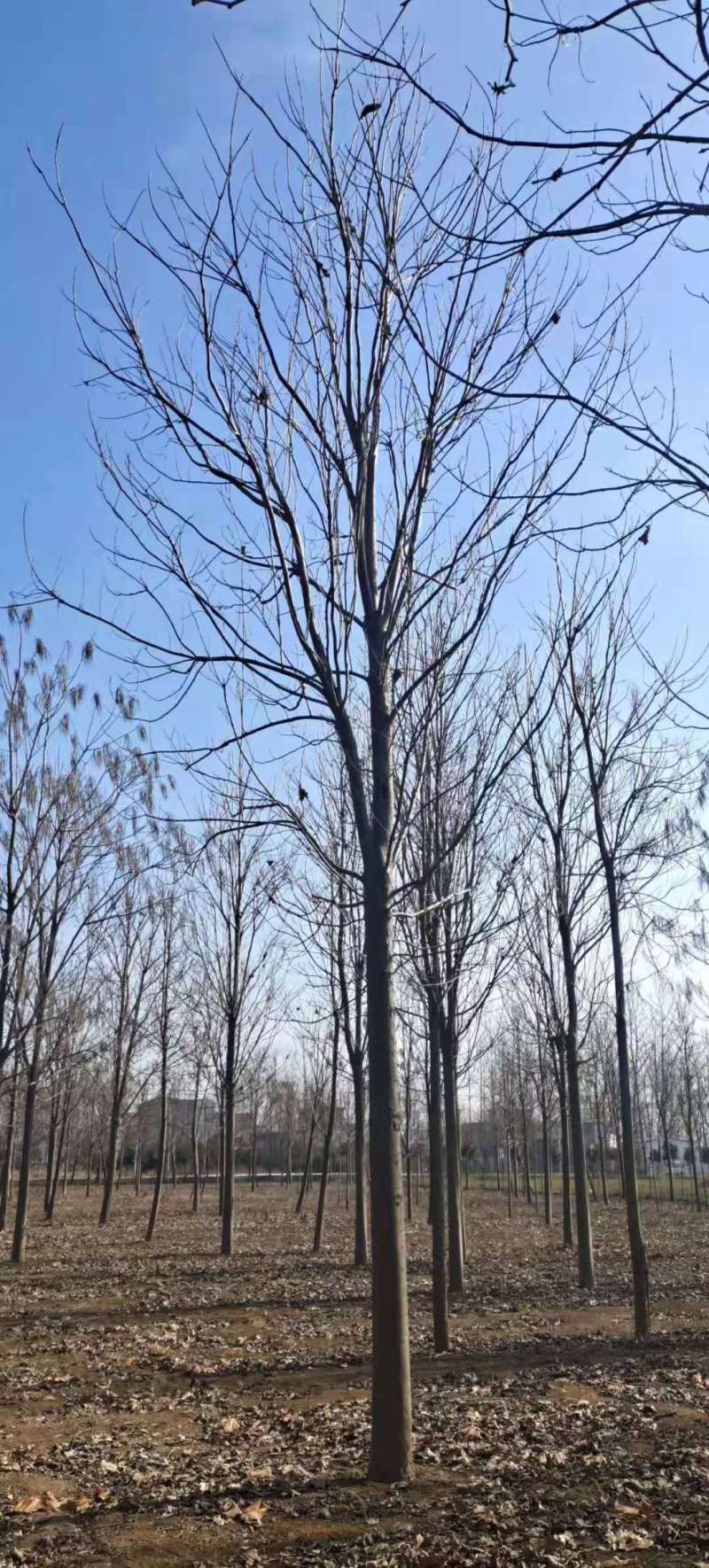 山东12公分楸树基地