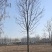 山东12公分楸树基地
