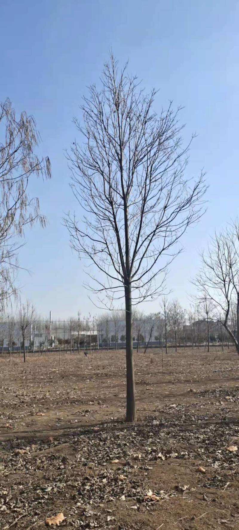 山东12公分楸树基地
