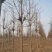 山东12公分楸树基地