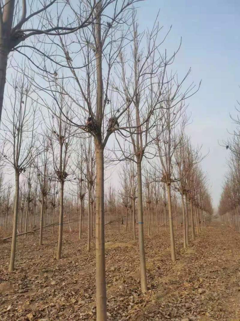山东12公分楸树基地