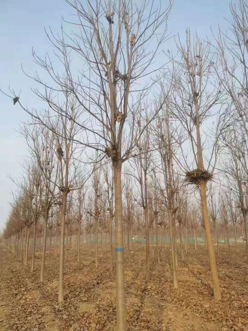 山东12公分楸树基地