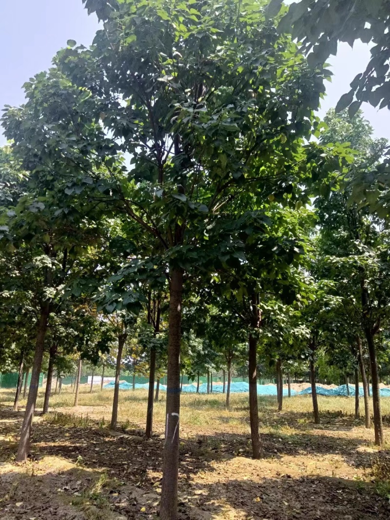 山东12公分楸树基地