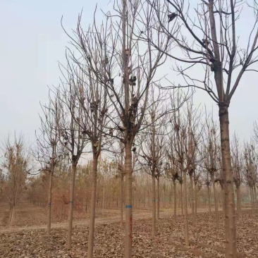 山东10公分楸树基地