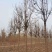 山东10公分楸树基地