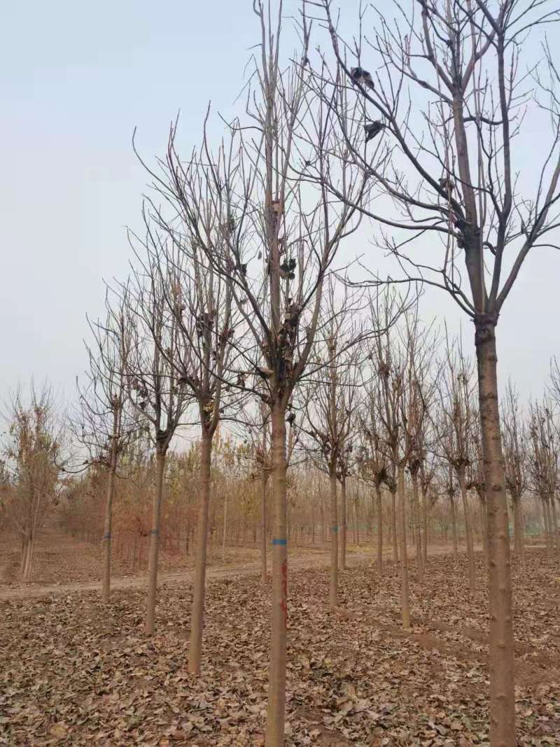 山东10公分楸树基地