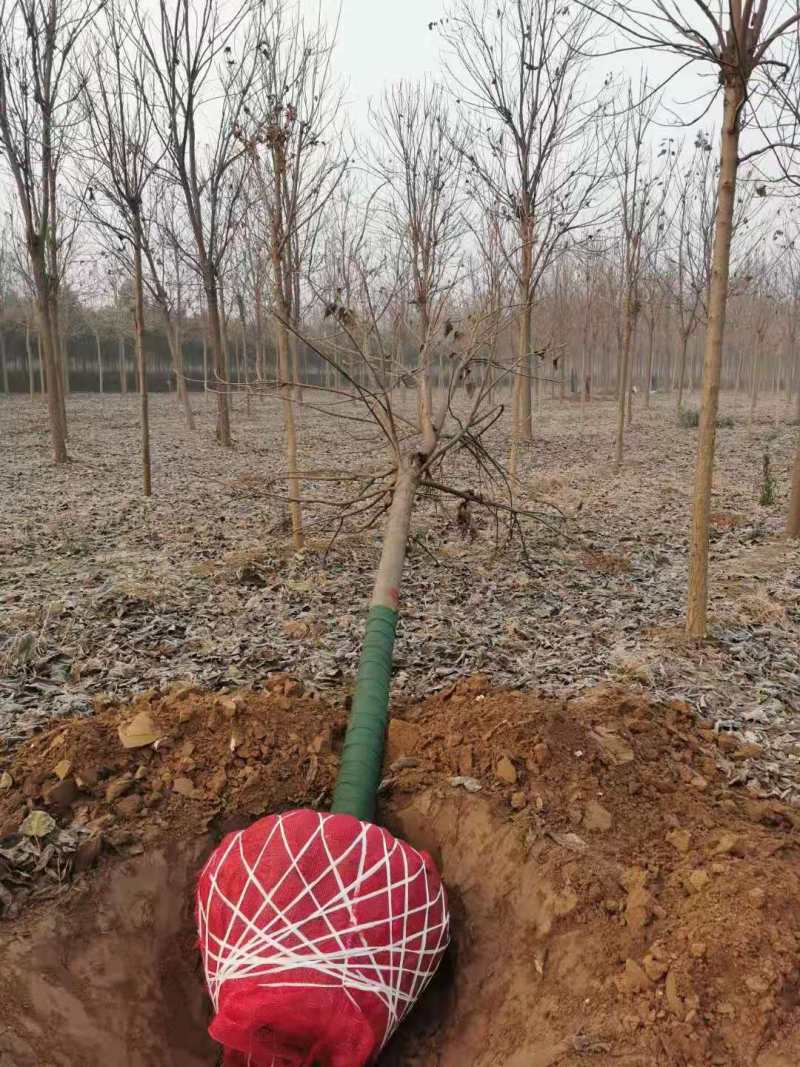 山东10公分楸树基地