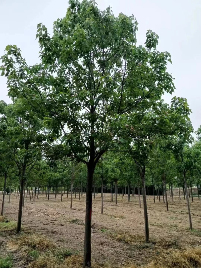 山东10公分楸树基地