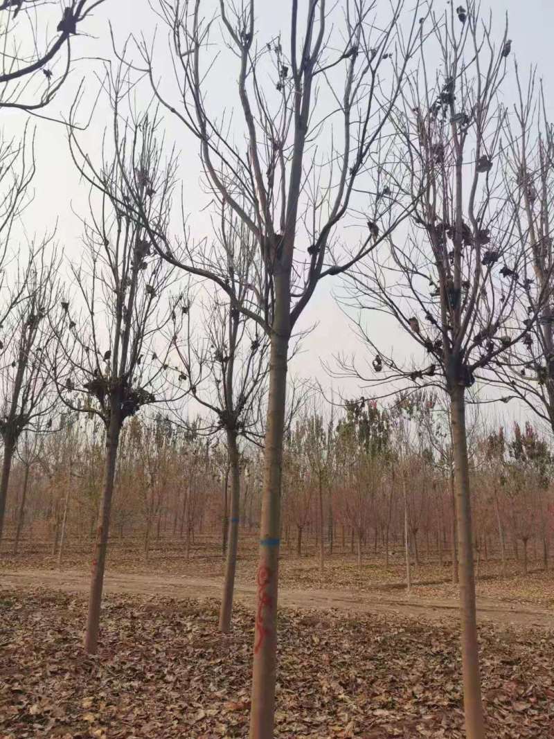 山东聊城12公分楸树基地