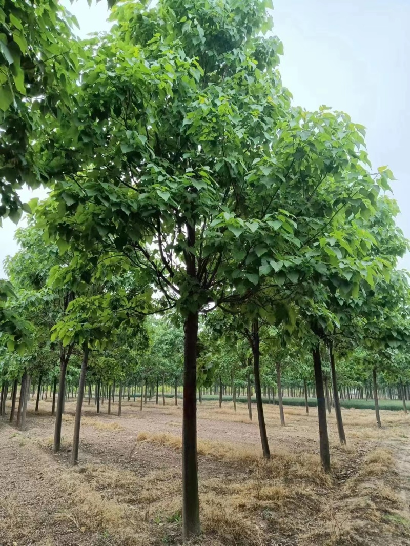 山东聊城12公分楸树基地
