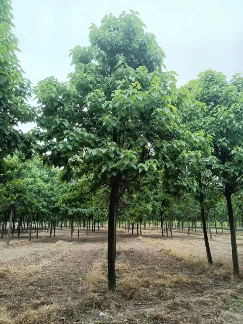 山东聊城15公分楸树基地