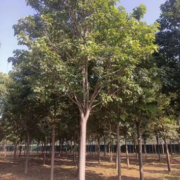 山东聊城10公分楸树基地