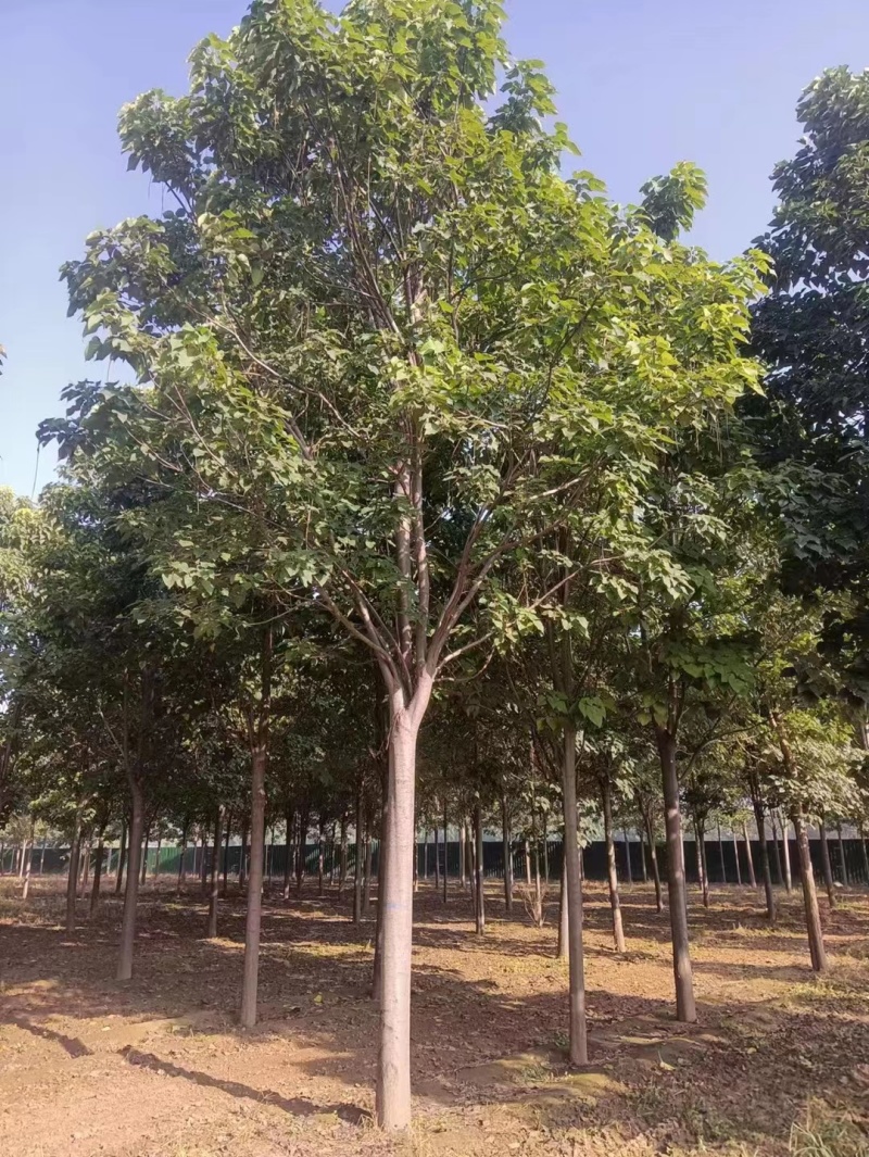 山东聊城10公分楸树基地