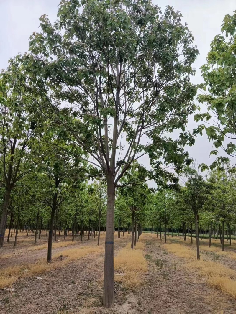 山东聊城10公分楸树基地