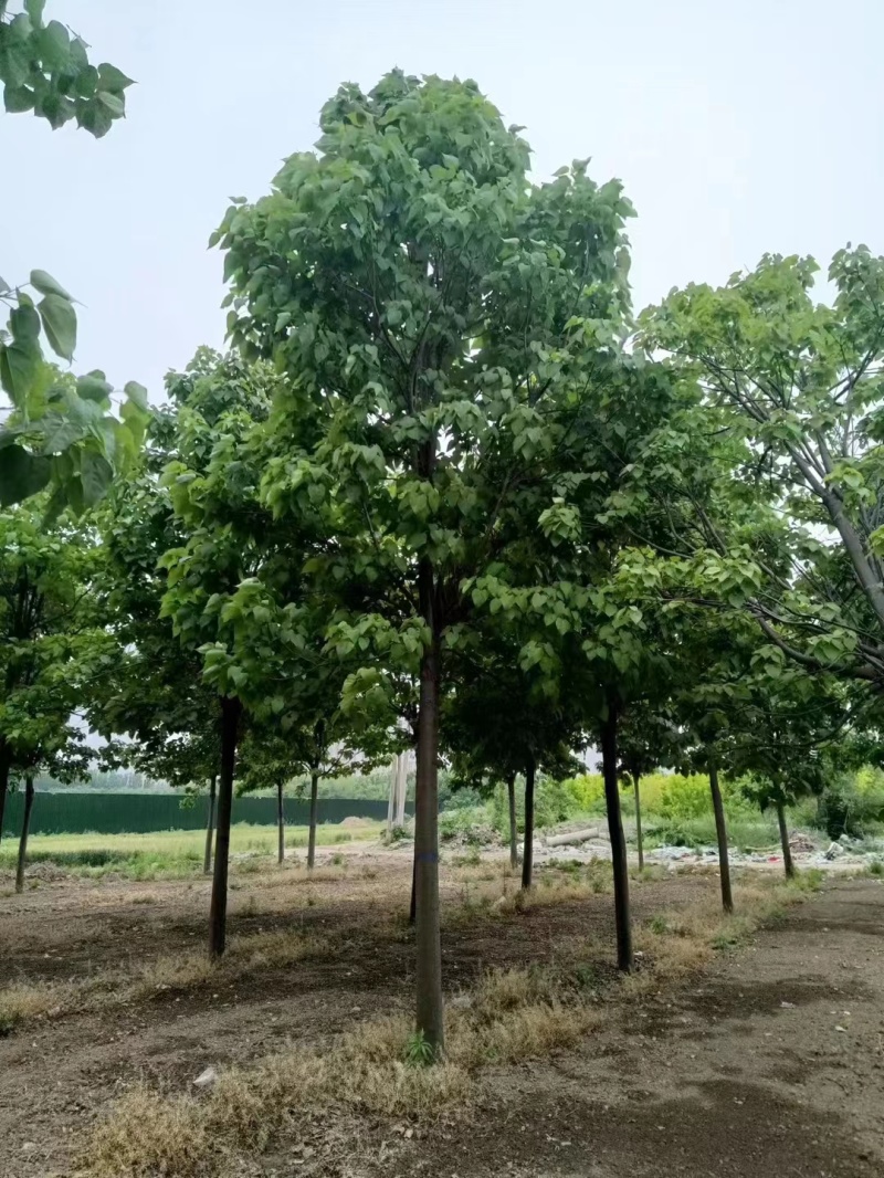 山东聊城10公分楸树基地