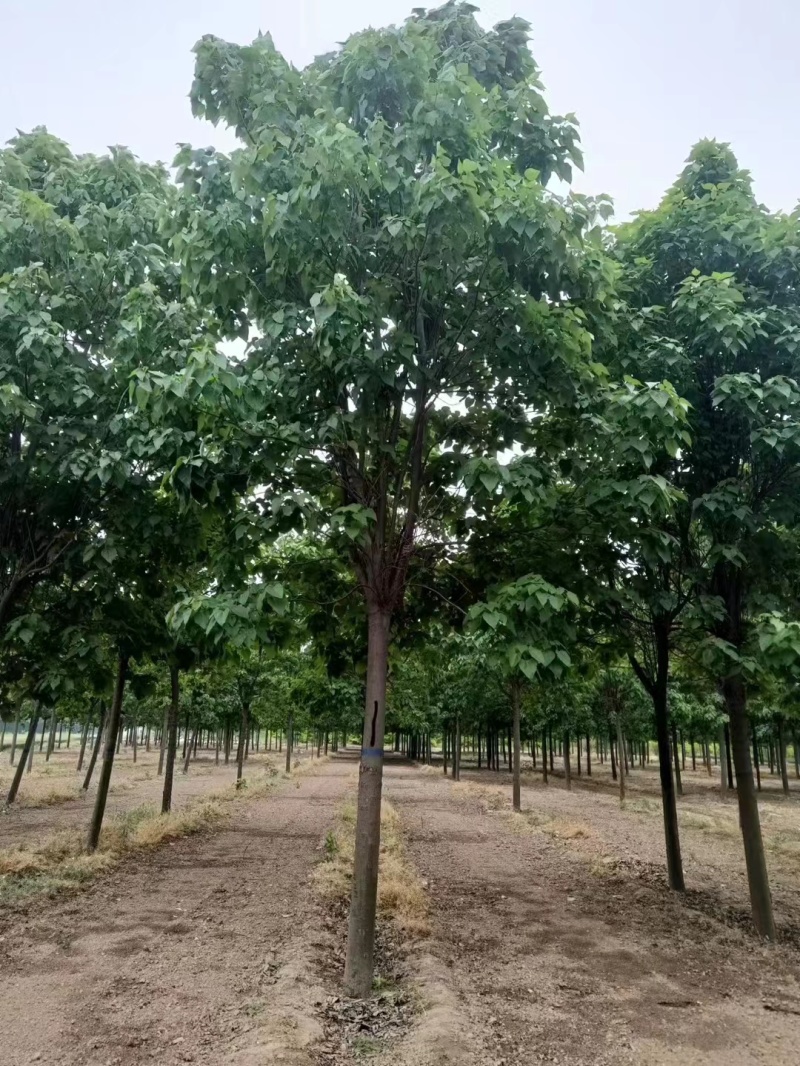 山东聊城10公分楸树基地