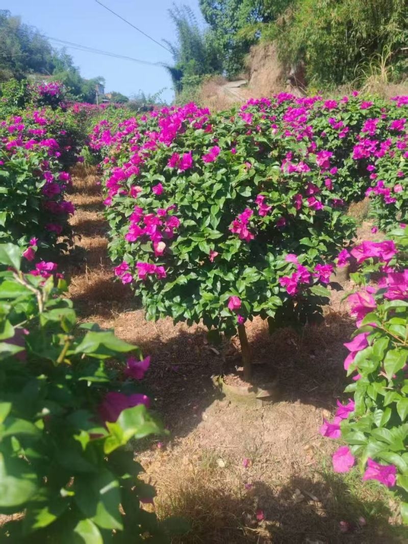 三角梅种植基地色泽均匀好养护大冠幅