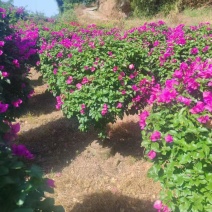 三角梅种植基地色泽均匀好养护大冠幅